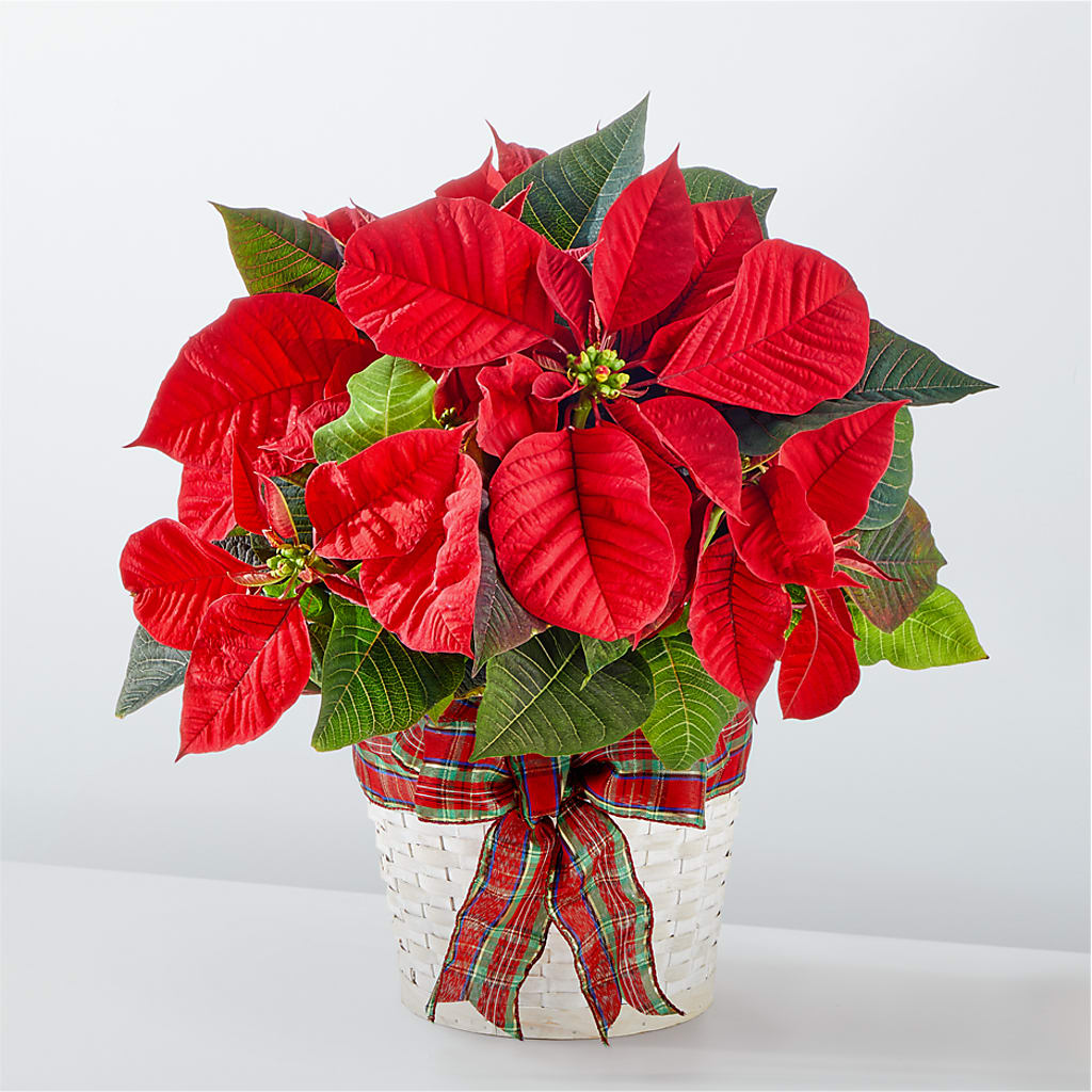 Happiest Holidays Poinsettia – Acme, Malvern PA
