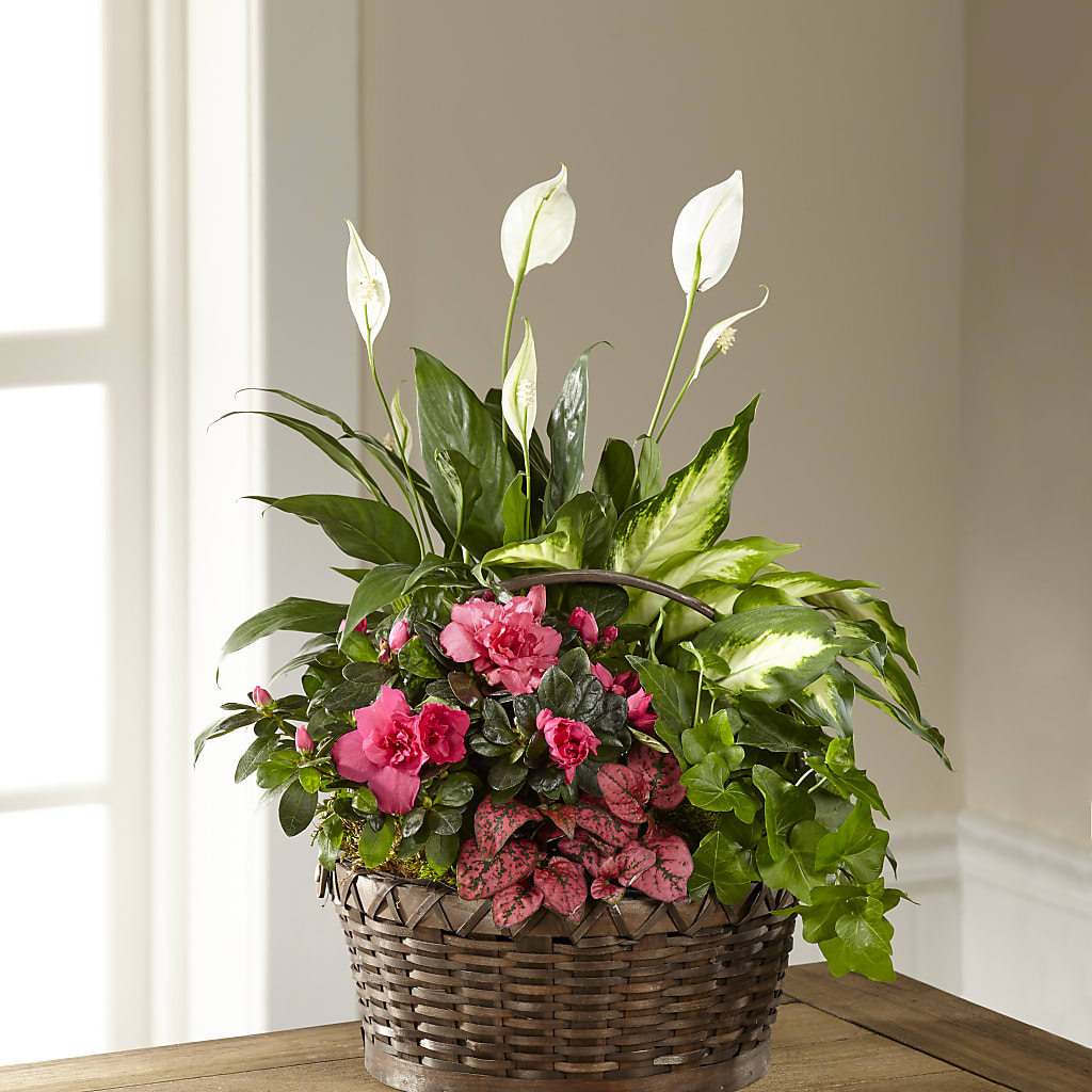 Dream in Pink Dishgarden – Acme, Malvern PA