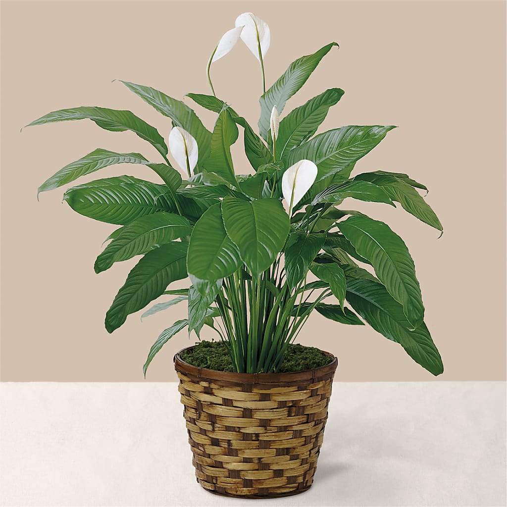 Tranquil Moments Peace Lily Plant – Acme, Malvern PA