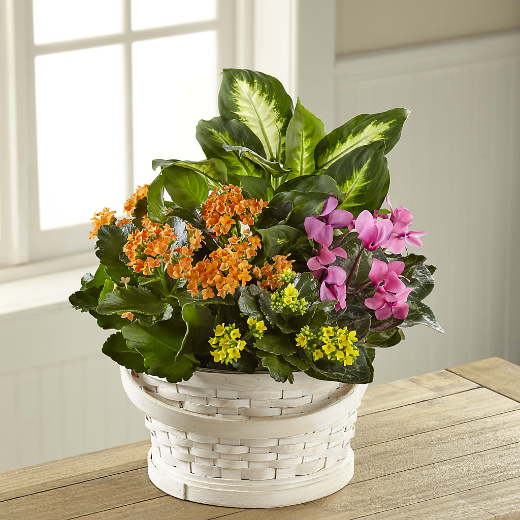 Color Crush Dishgarden – Acme, Malvern PA