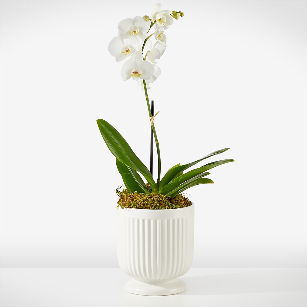 Whispering White Orchid – Acme, Malvern PA