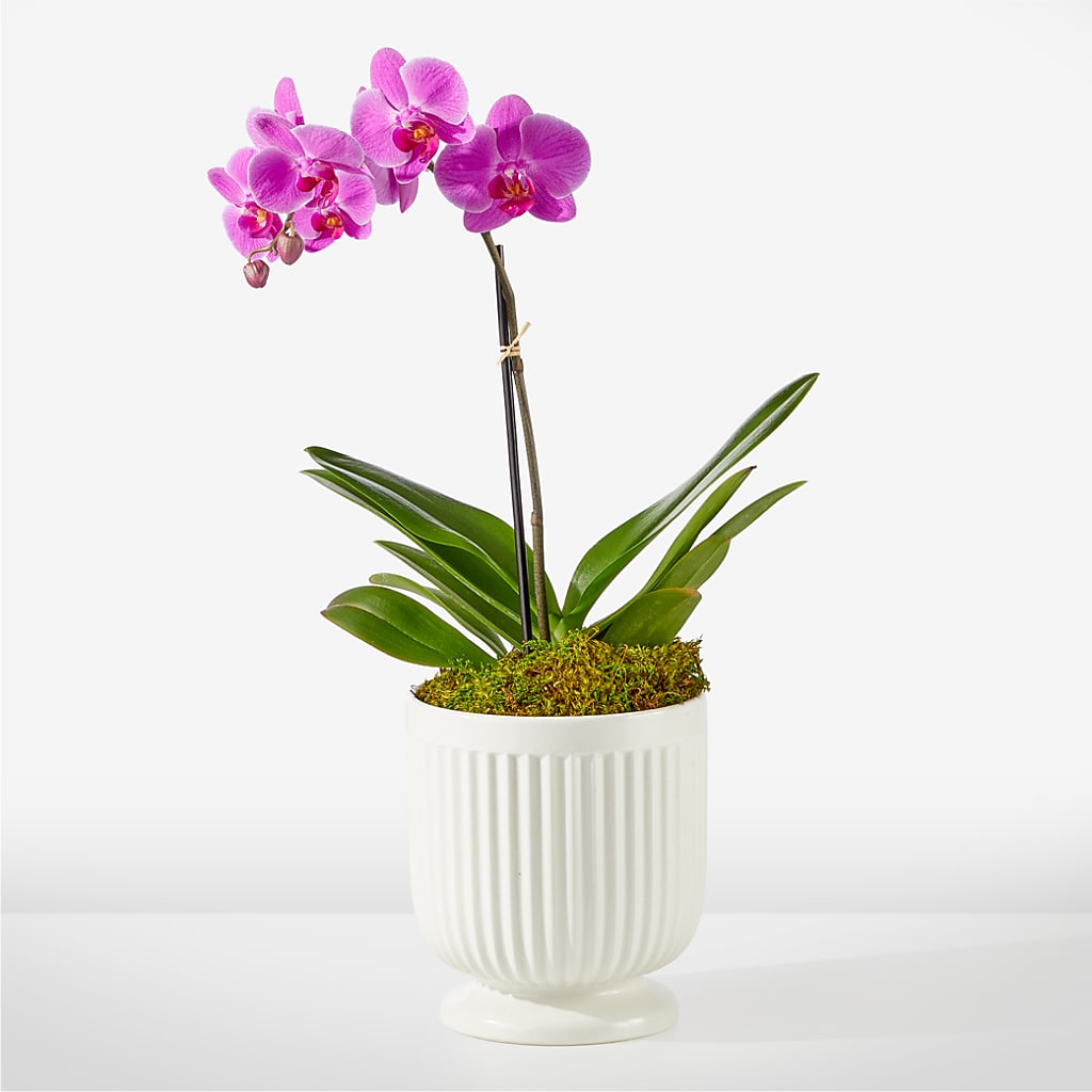 Friendly Fuchsia Orchid – Acme, Malvern PA
