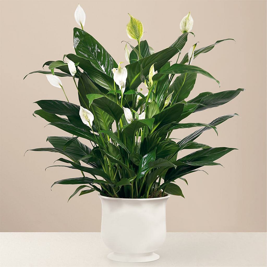 Comfort Planter – Acme, Malvern PA