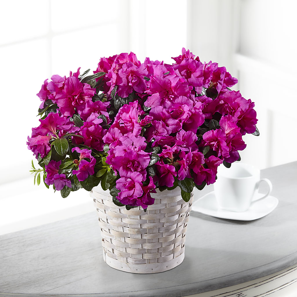 Hope & Serenity Azalea Plant – Acme, Malvern PA