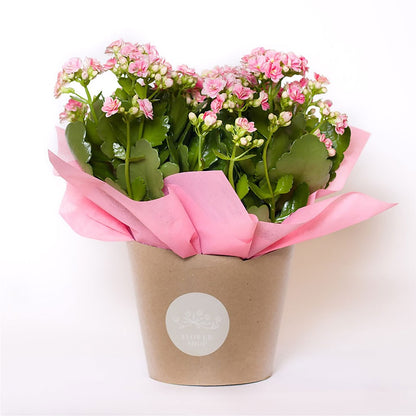 Blooming Kalanchoe Pink –  Acme, Malvern PA