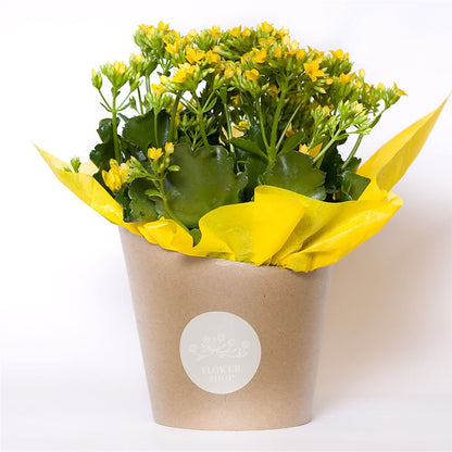 Blooming Kalanchoe Yellow –  Acme, Malvern PA