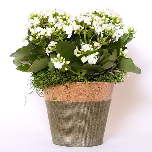 Blooming Kalanchoe White