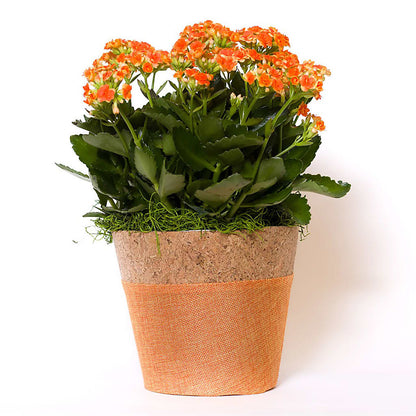 Blooming Kalanchoe Orange –  Acme, Malvern PA