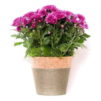 Blooming Mum –  Acme, Malvern PA