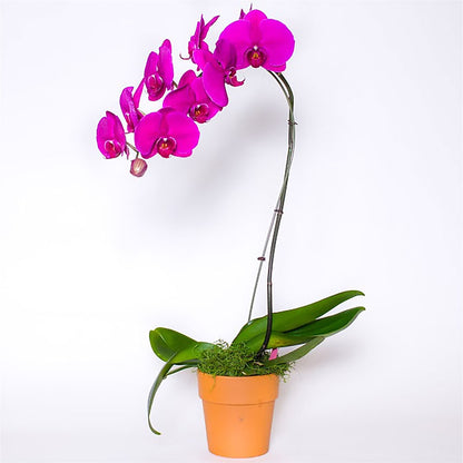 Single Colored Orchid in Pot –  Acme, Malvern PA
