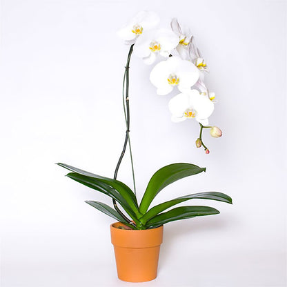 Single White Orchid in Pot –  Acme, Malvern PA
