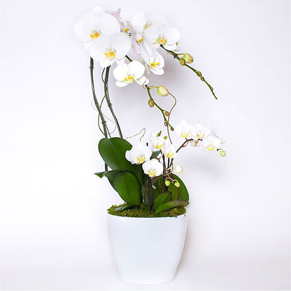 Orchid Garden Deluxe –  Acme, Malvern PA