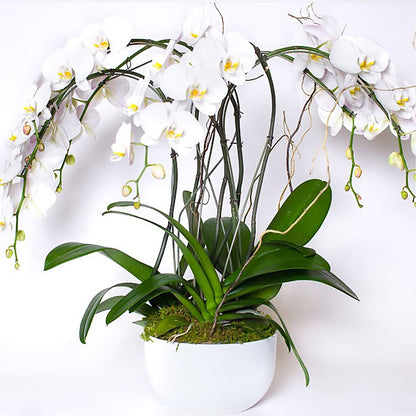 Orchid Garden Premium –  Acme, Malvern PA