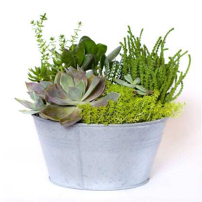 Succulent Garden –  Acme, Malvern PA