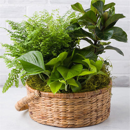 Euro Foliage Basket –  Acme, Malvern PA
