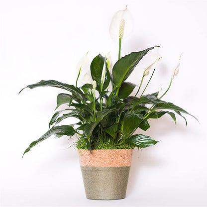 Spathiphyllum Plant –  Acme, Malvern PA