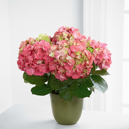 Pink Hydrangea Planter –  Acme, Malvern PA