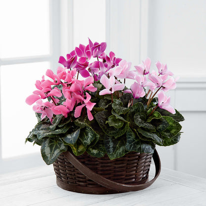 Mixed Cyclamen Planter –  Acme, Malvern PA