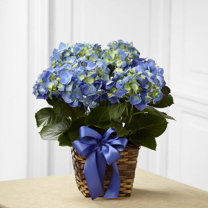 Blue Hydrangea Planter –  Acme, Malvern PA
