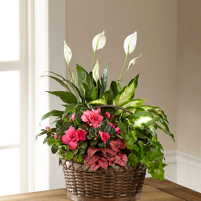Dream in Pink Dishgarden –  Acme, Malvern PA