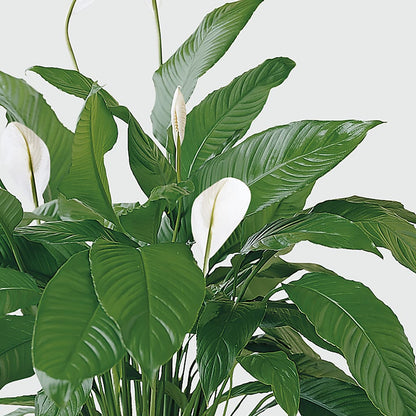 Tranquil Moments Peace Lily Plant –  Acme, Malvern PA