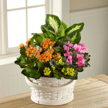 Color Crush Dishgarden –  Acme, Malvern PA