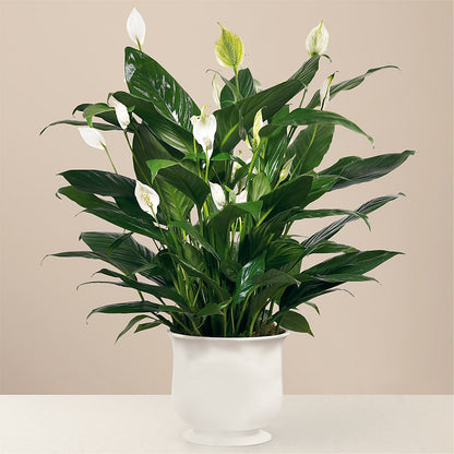 Comfort Planter –  Acme, Malvern PA