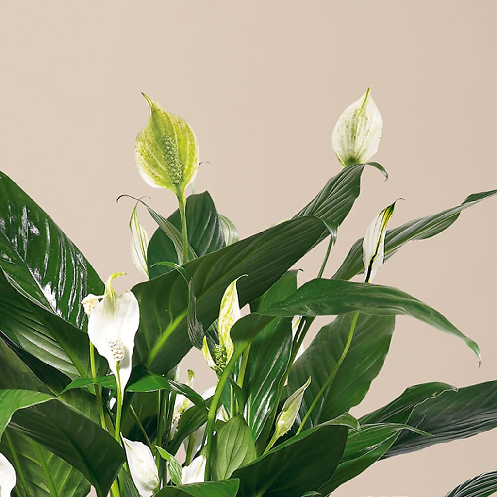 Comfort Planter –  Acme, Malvern PA