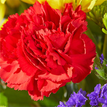 Brighter Days Bouquet –  Acme, Malvern PA