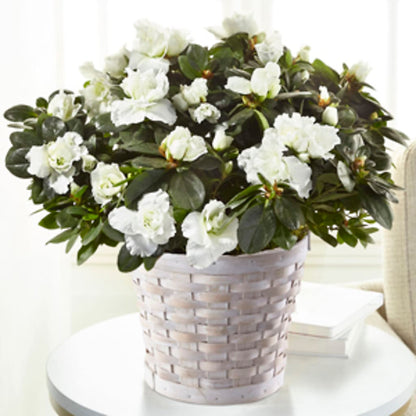 White Azalea Plant –  Acme, Malvern PA