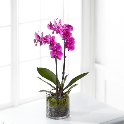 Pink Orchid Plant –  Acme, Malvern PA