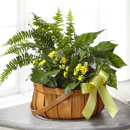 Always Dear Dishgarden –  Acme, Malvern PA