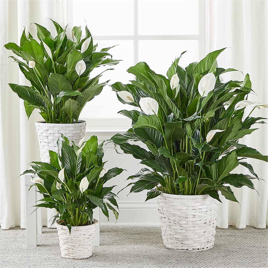 A New Leaf Peace Lily –  Acme, Malvern PA