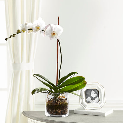 White Orchid Planter –  Acme, Malvern PA