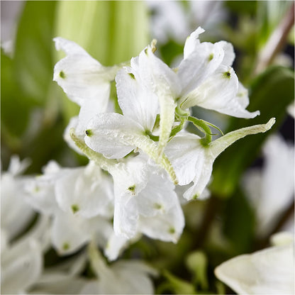 Classic Ivory – A Florist Original –  Acme, Malvern PA