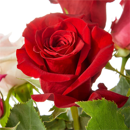 Love Notes Rose Bouquet –  Acme, Malvern PA